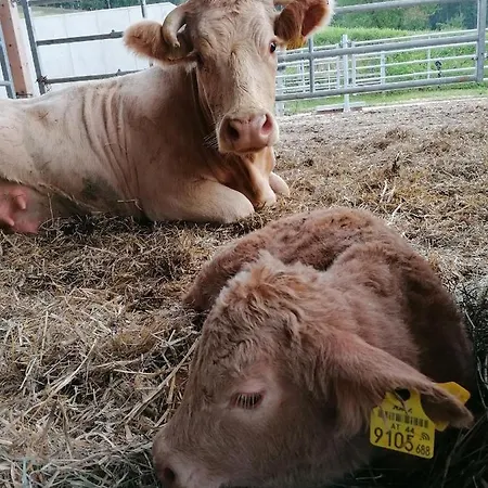 Staudachhof * Althofen (Carinthia)