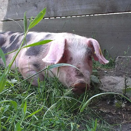 Staudachhof Apartmán *