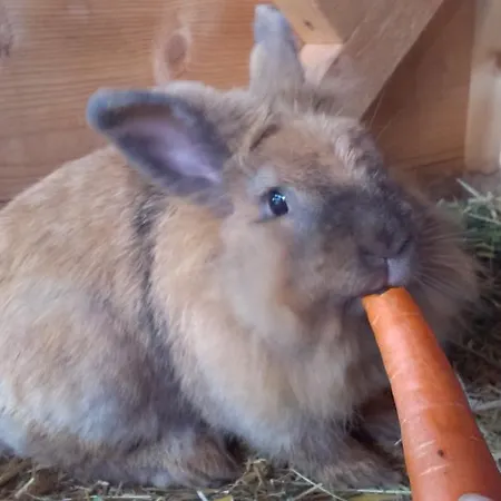 Staudachhof * Althofen (Carinthia)
